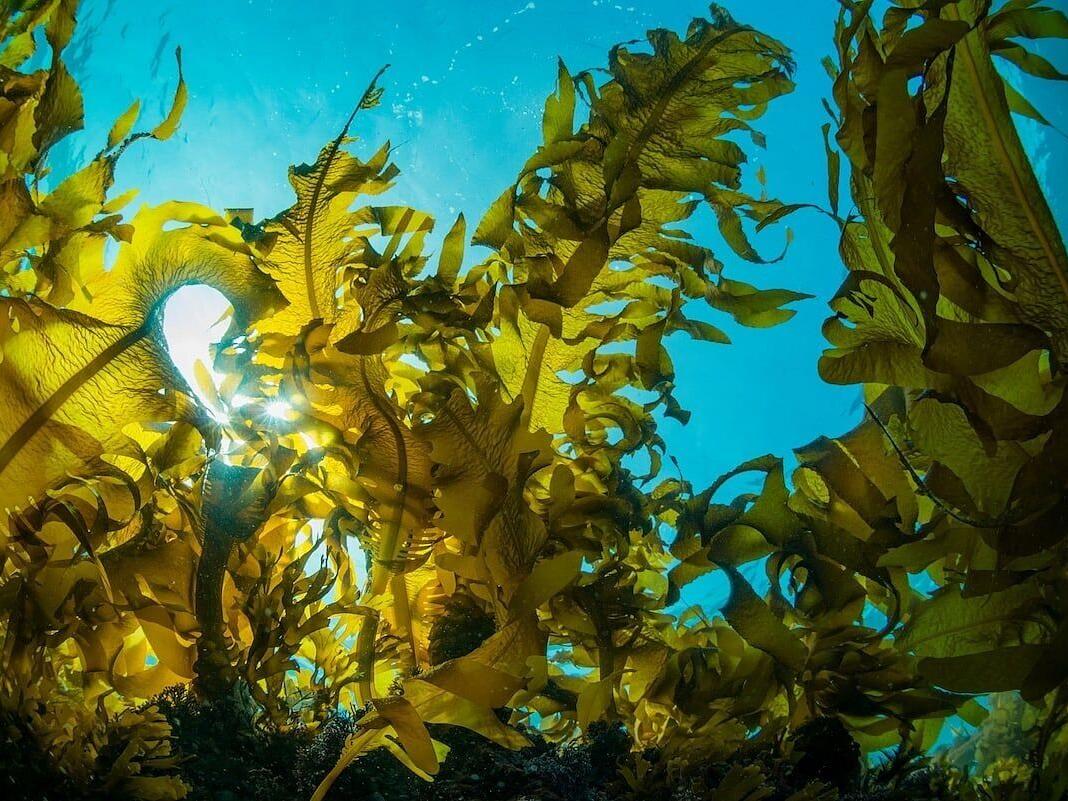 Seaweed May Help Grow Human Tissue, Replacing Animal Testing